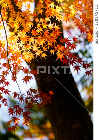 紅葉が輝く秋の木漏れ日 128345711