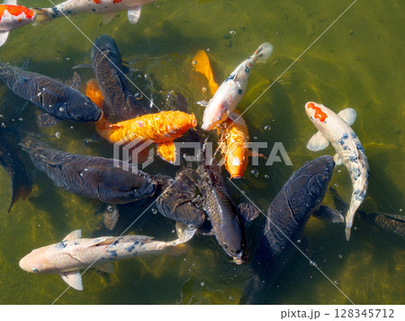 池の中で餌に群がる美しい鯉たち 128345712