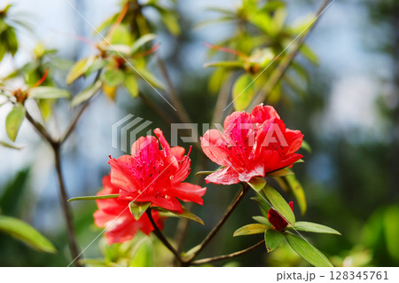 Beautiful blooming red azalea flowers branch in natural sunlight in bright garden 128345761
