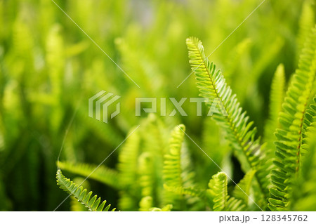 Fresh green fern leaves plant meadow in tropical forest and natural sunlight in sunny bright day background. Copy space Fresh green fern leaves plant meadow in tropical forest and natural sunlight in sunny bright day background. Copy space 128345762