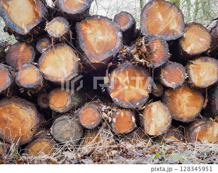 Logs in Savernake Forest, now producing sustainable timber, Wiltshire 128345951