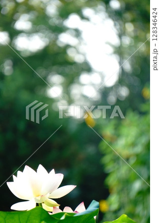 ハスの花とひまわり 128346424