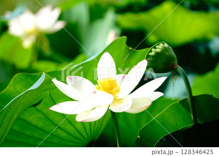 ハスの花 ハスの花 128346425