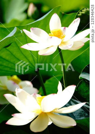 ハスの花 ハスの花 128346428