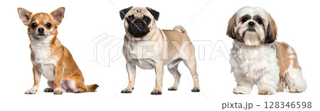 チワワとパグとシーズーの3種類の犬 チワワとパグとシーズーの3種類の犬 128346598