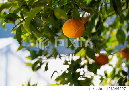 木に実ったミカン せとか 128346607