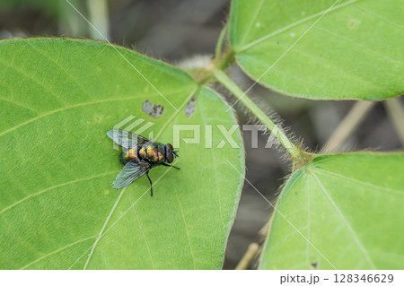 キンバエ キンバエ 128346629