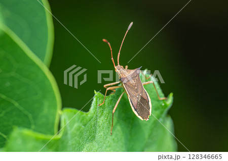 ホソハリカメムシ　 128346665