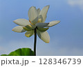 逆光の白い蓮の花 128346739