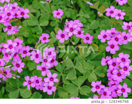 藤の咲く丘 イモカタバミの花ー1 藤の咲く丘 イモカタバミの花ー1 128346798