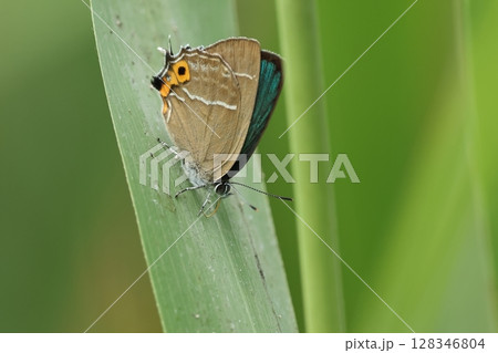 生き物　昆虫　ミドリシジミ、オスの翅表は金属光沢のある美しい金緑色。初夏のハンノキ林で 128346804