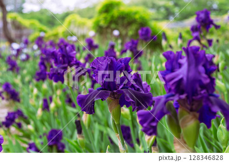 藤の咲く丘 ジャーマンアイリスの花2ー2 藤の咲く丘 ジャーマンアイリスの花2ー2 128346828
