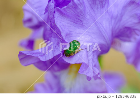 藤の咲く丘　ジャーマンアイリスの花2ー12 128346838