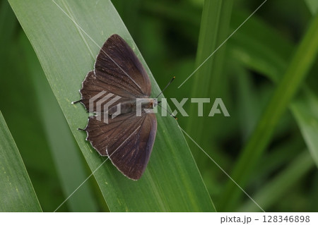 生き物　昆虫　ミドリシジミ、シックな色のメス。よく見ると墨色の中に鮮やかな水色の斑点が・・・ 128346898