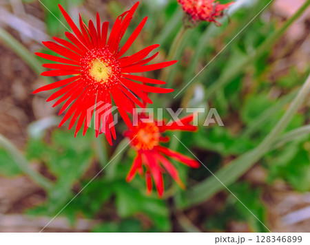 藤の咲く丘　ガーベラの花ー1 128346899