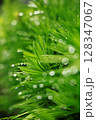 朝露に濡れた若葉 128347067