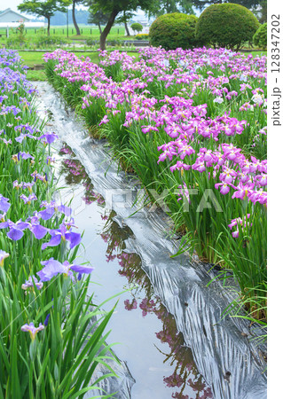 雨上がりのあやめ園 秋田県横手市 雨上がりのあやめ園 秋田県横手市 128347202