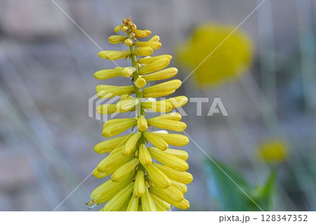 Kniphofia are native to Africa. Common names include tritoma, red hot poker, torch lily and poker plant. Side view, macro shot, close-up, blurred background. Lemon Popsicle, a dwarf variety of Kniphofia are native to Africa. Common names include tritoma, red hot poker, torch lily and poker plant. Side view, macro shot, close-up, blurred background. Lemon Popsicle, a dwarf variety of 128347352