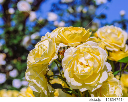 めぬま道の駅 バラ園薔薇の花ー57 めぬま道の駅 バラ園薔薇の花ー57 128347614