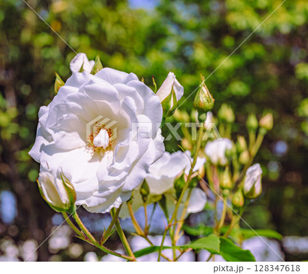 めぬま道の駅　バラ園薔薇の花ー61 128347618