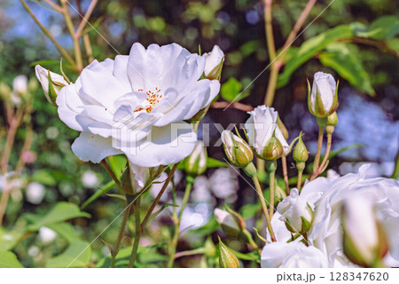 めぬま道の駅　バラ園薔薇の花ー62 128347620