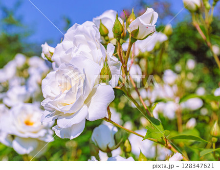 めぬま道の駅　バラ園薔薇の花ー63 128347621