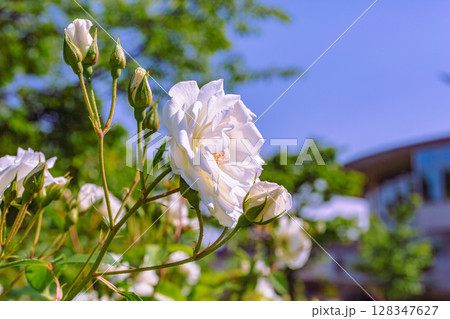 めぬま道の駅　バラ園薔薇の花ー66 128347627