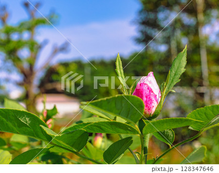 めぬま道の駅　バラ園薔薇の花ー84 128347646