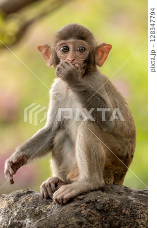 Macaques in nature. Macaques constitute a genus (Macaca) of gregarious monkeys. 128347794