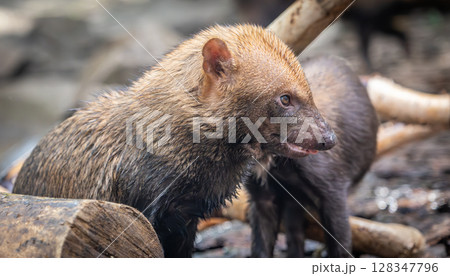 Bush dog (Speothos venaticus) in nature. Bush dogs are found from Panama in Central America, through much of South America. Bush dog (Speothos venaticus) in nature. Bush dogs are found from Panama in Central America, through much of South America. 128347796