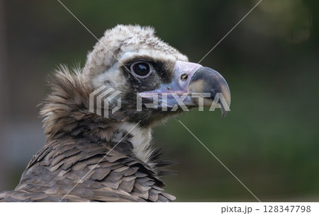 Cinereous vulture (Aegypius monachus) is a large raptorial bird that is distributed through much of temperate Eurasia. It is also known as the black vulture, monk or Eurasian black vulture. 128347798