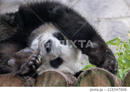 Giant panda is sleeping (Ailuropoda melanoleuca) also known as the panda bear or simply the panda, is a bear native to south central China. Giant panda is sleeping (Ailuropoda melanoleuca) also known as the panda bear or simply the panda, is a bear native to south central China. 128347806