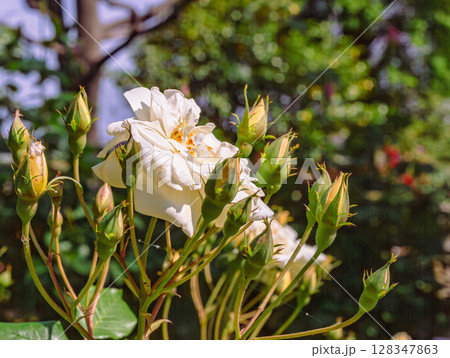 めぬま道の駅　バラ園薔薇の花ー24 128347863