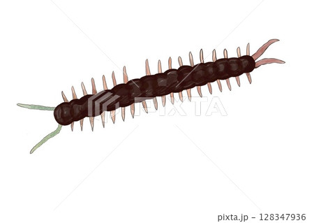リアルなムカデのイラスト（手描き風）Realistic Centipede Illustration 128347936