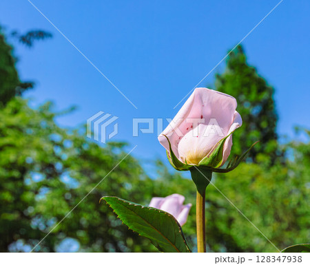 めぬま道の駅　バラ園薔薇の花2ー51 128347938