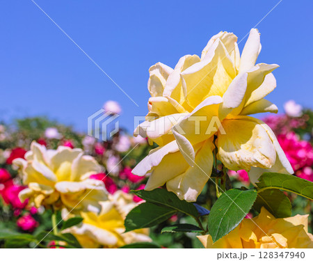 めぬま道の駅 バラ園薔薇の花2ー54 めぬま道の駅 バラ園薔薇の花2ー54 128347940