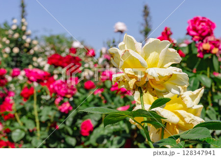 めぬま道の駅 バラ園薔薇の花2ー55 めぬま道の駅 バラ園薔薇の花2ー55 128347941