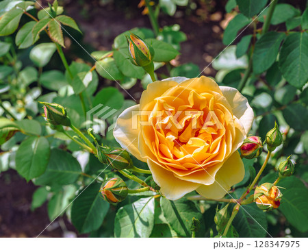 めぬま道の駅　バラ園薔薇の花2ー89 128347975