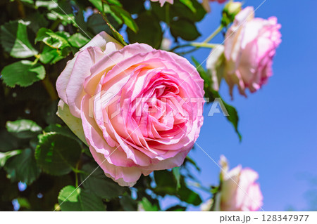 めぬま道の駅 バラ園薔薇の花2ー91 めぬま道の駅 バラ園薔薇の花2ー91 128347977