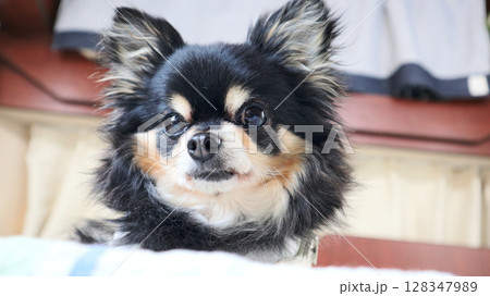 チワワ ロングコートチワワ 犬 チワワ ロングコートチワワ 犬 128347989