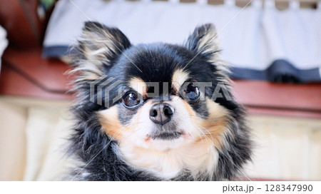 チワワ　ロングコートチワワ　犬 128347990