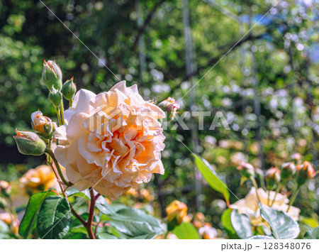 めぬま道の駅 バラ園薔薇の花2ー5 めぬま道の駅 バラ園薔薇の花2ー5 128348076
