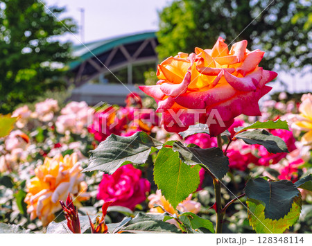 めぬま道の駅　バラ園薔薇の花2ー43 128348114