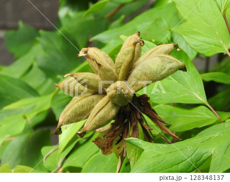 牡丹の果実 128348137
