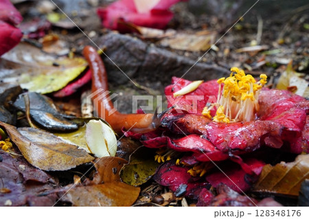 Slug on Fallen Camellia Flower Among Wet Leaves on Forest Floor 128348176