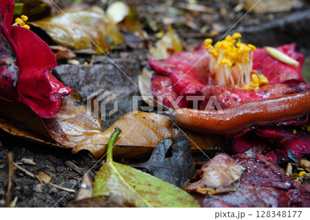 Slug on Fallen Camellia Flower Among Wet Leaves on Forest Floor Slug on Fallen Camellia Flower Among Wet Leaves on Forest Floor 128348177