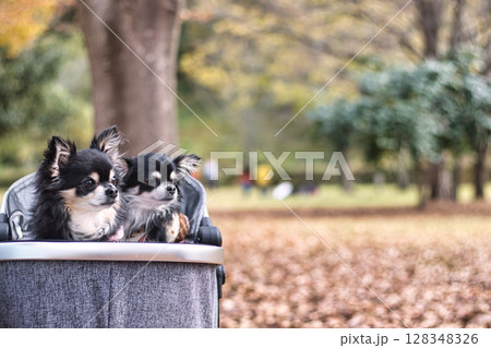紅葉した公園を犬用カートでお散歩　2匹のチワワ　秋の素材 128348326