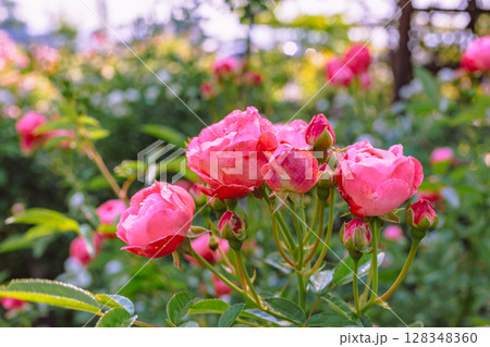 めぬま道の駅 バラ園薔薇の花3ー55 めぬま道の駅 バラ園薔薇の花3ー55 128348360