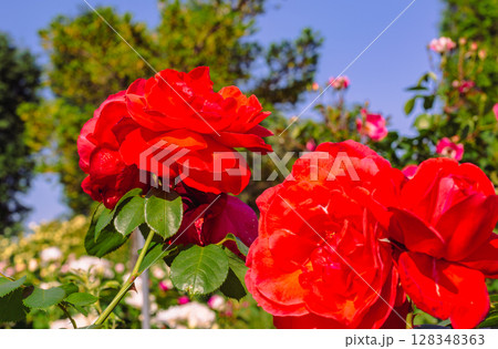 めぬま道の駅 バラ園薔薇の花3ー58 めぬま道の駅 バラ園薔薇の花3ー58 128348363