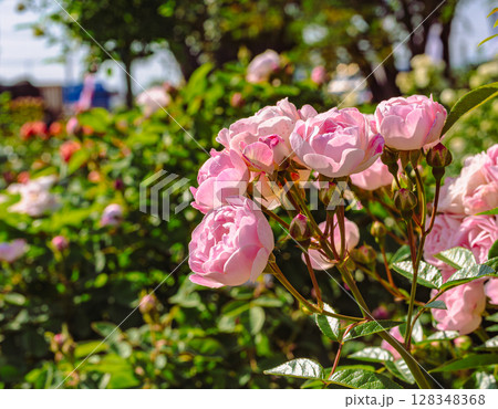めぬま道の駅　バラ園薔薇の花3ー63 128348368